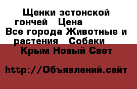 Щенки эстонской гончей › Цена ­ 7 000 - Все города Животные и растения » Собаки   . Крым,Новый Свет